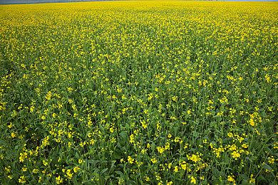 《战神：诸神黄昏》上市预告 奎爷携子大杀四方
